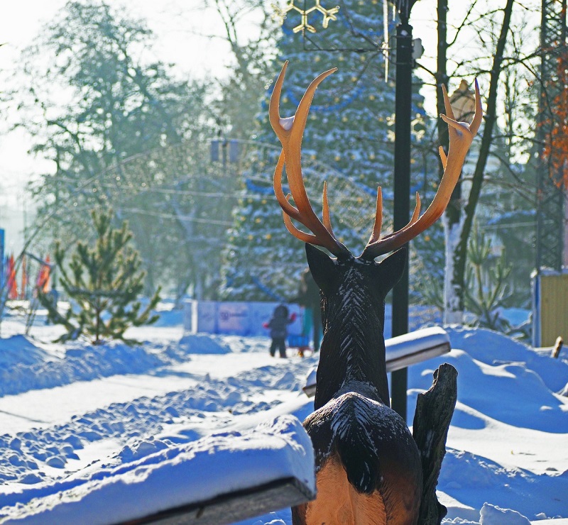 зад оленя.jpg